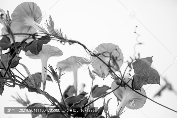 藤與花
