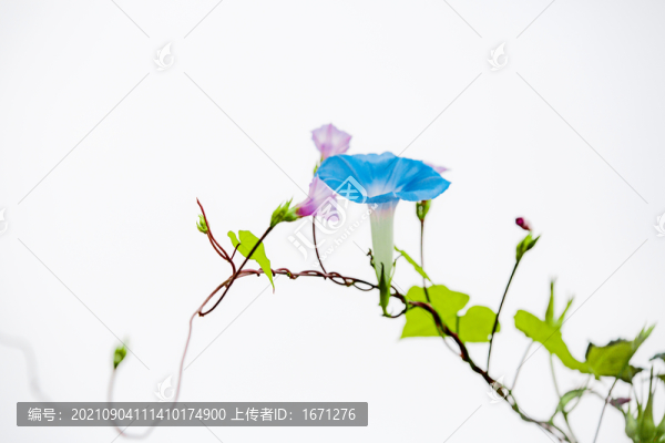 藤與花