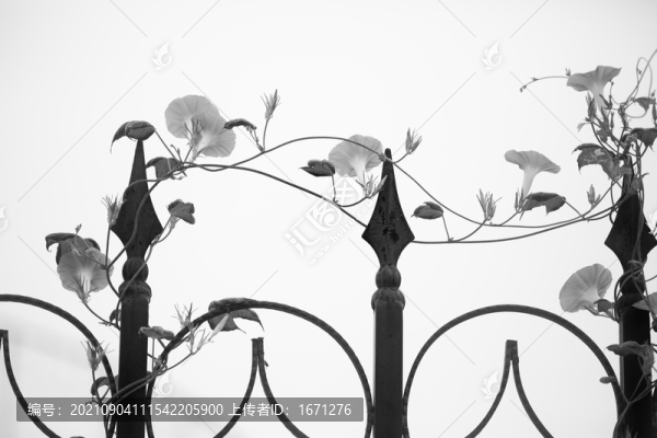 藤與花