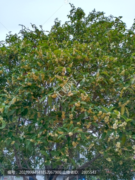 桂花