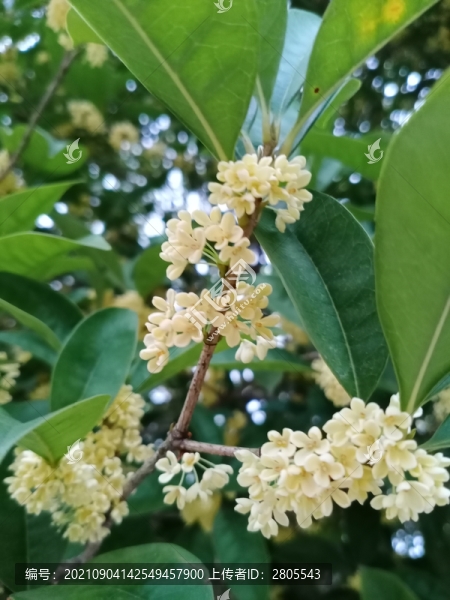 桂花