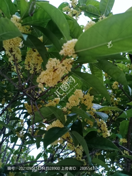 桂花