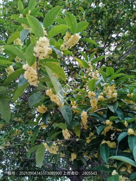 桂花