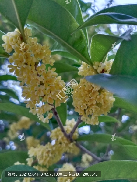 桂花