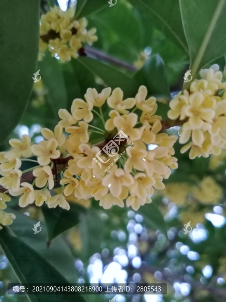 桂花