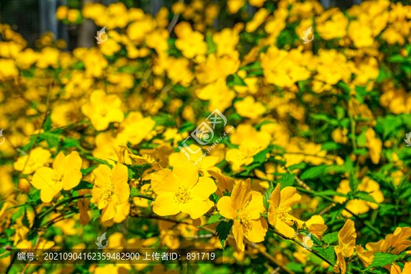 迎春花