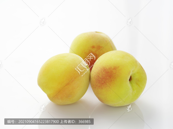 毛桃子白底圖
