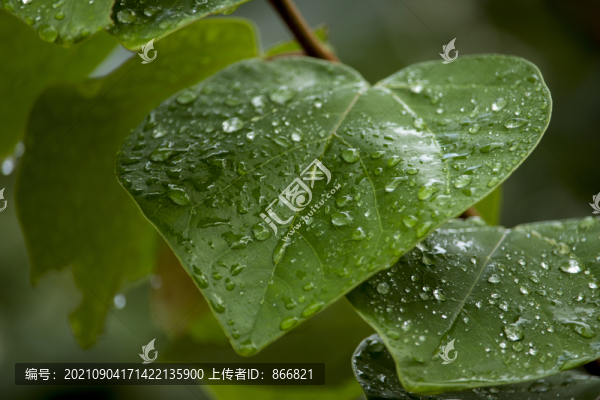 露水綠葉