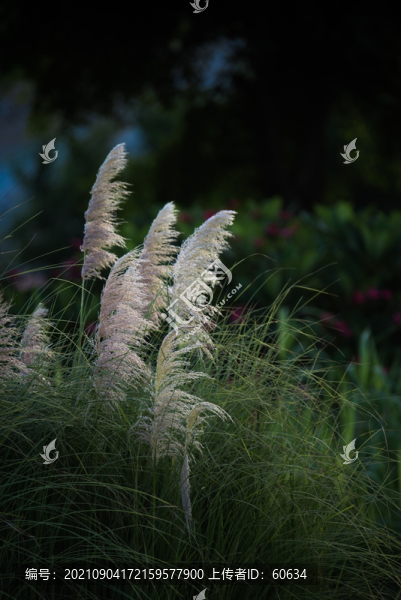 芒草