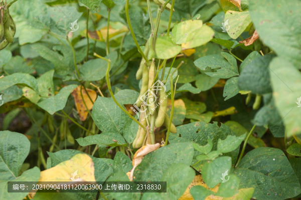 秋天毛豆