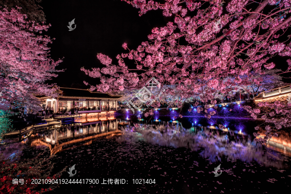 櫻花季夜景夜櫻