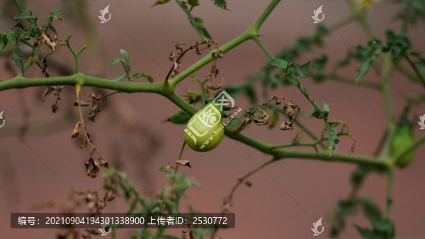 番茄
