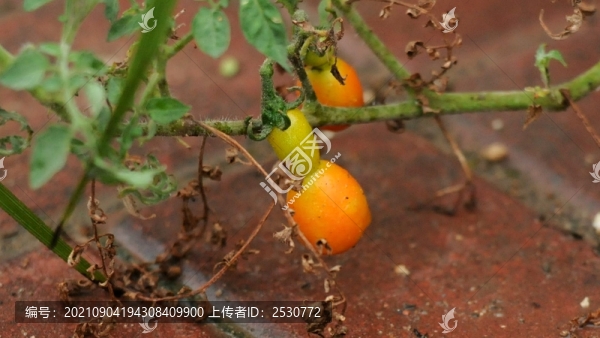 番茄