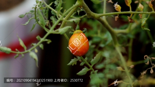 番茄