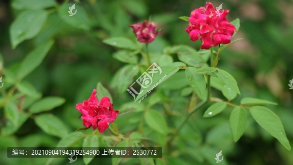 月季花