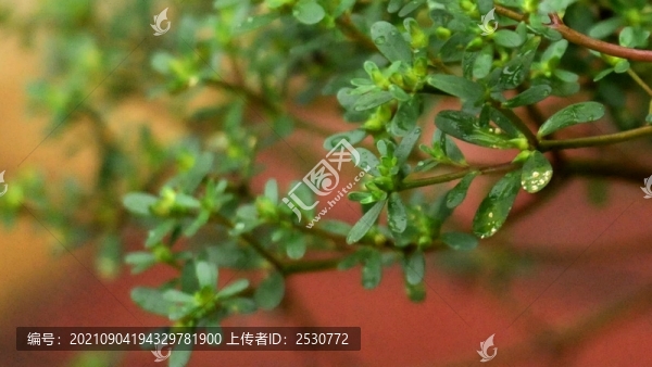 馬齒莧