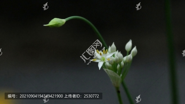 韭菜花