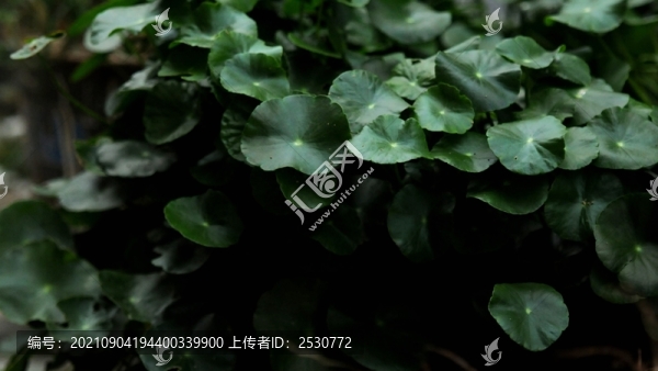 香菇草