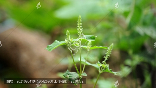 牛膝