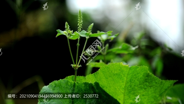 牛膝