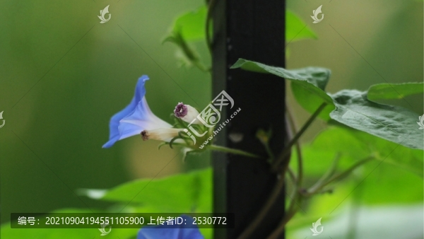 藍(lán)色牽牛花
