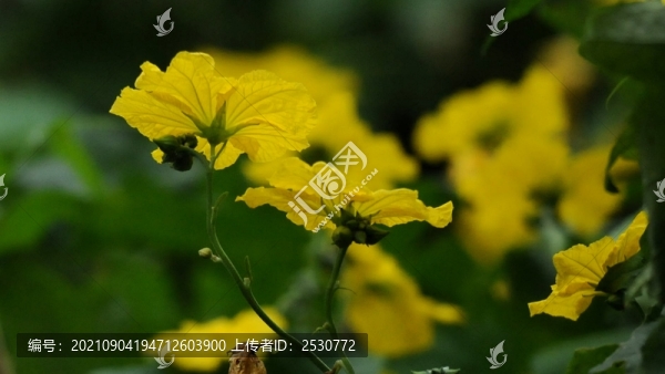 絲瓜花
