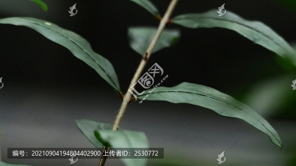 葉子花
