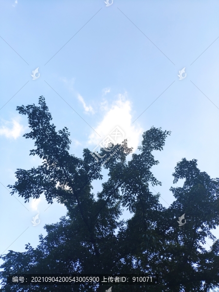 樹與藍(lán)天