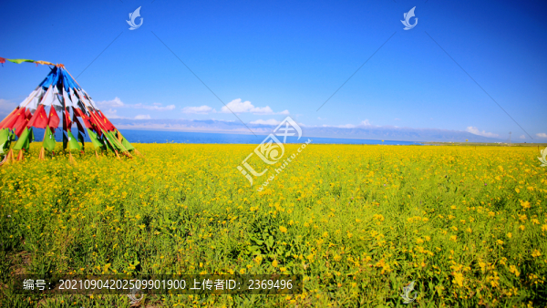 青海湖油菜花