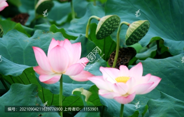 荷花蓮蓬