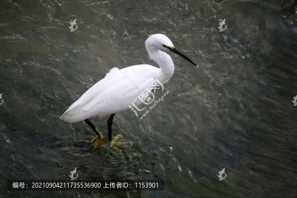 白鷺