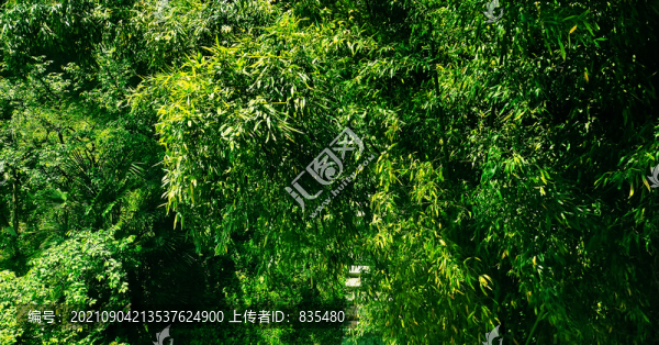 竹林
