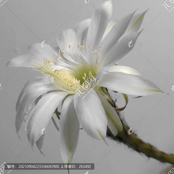 白色仙人掌花特寫