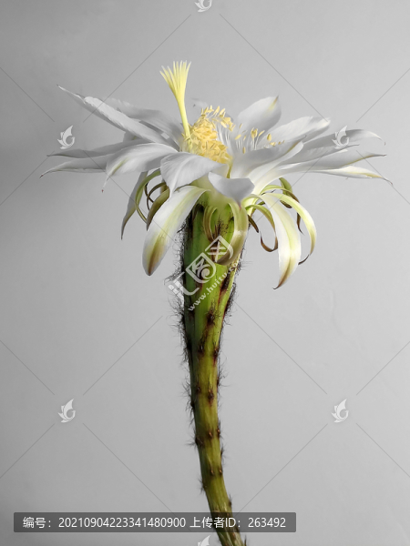 白色仙人掌花特寫