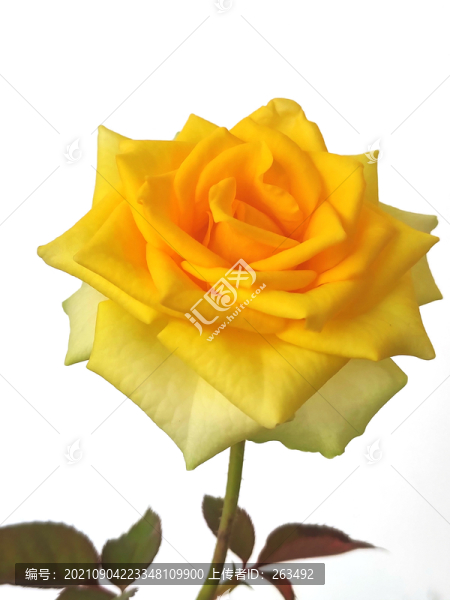 一支黃色的月季花特寫(xiě)