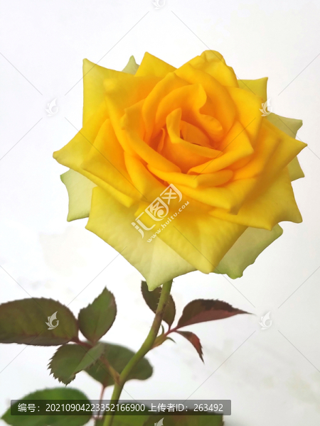 一支黃色的月季花特寫(xiě)
