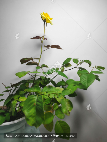 盆栽月季花