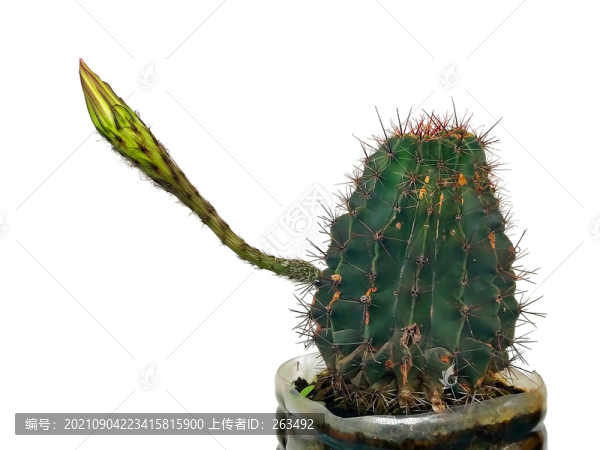 仙人棒花苞