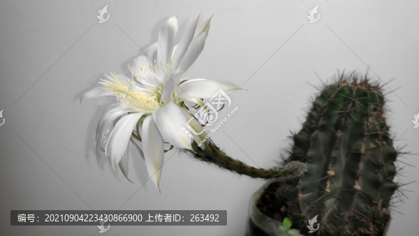 仙人掌花白色