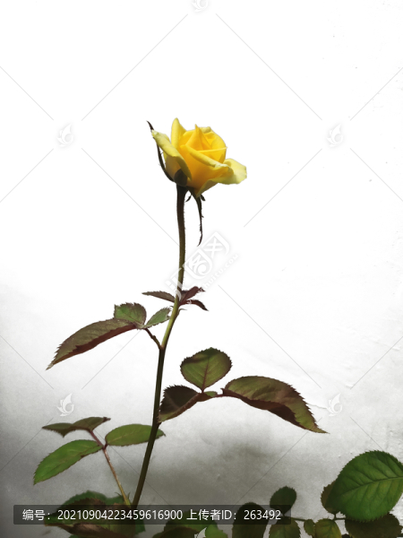 一支黃色的月季花