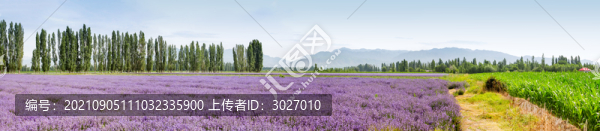 霍城薰衣草