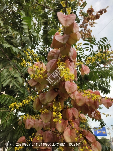 欒樹果實