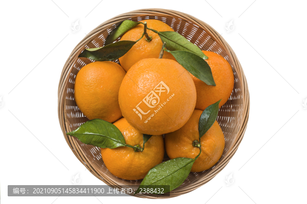臍橙