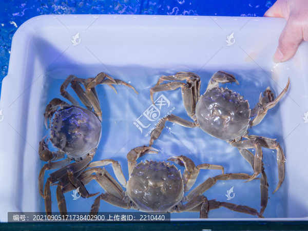 螃蟹