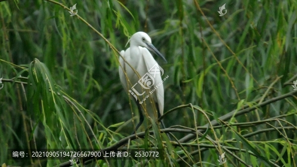 白鷺