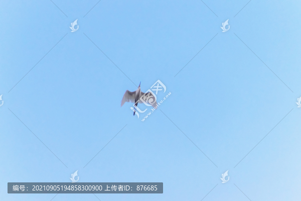 白鷺