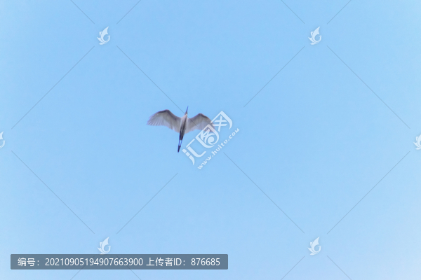 白鷺