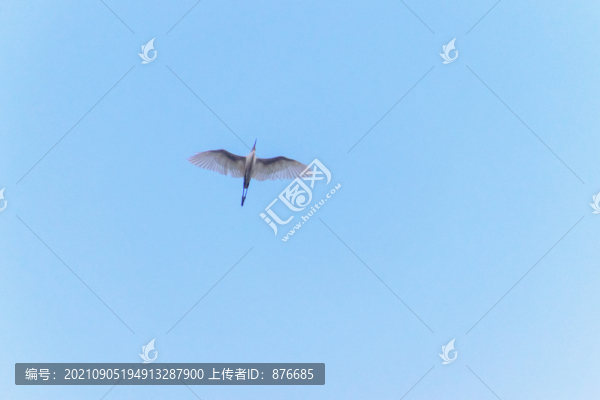 白鷺