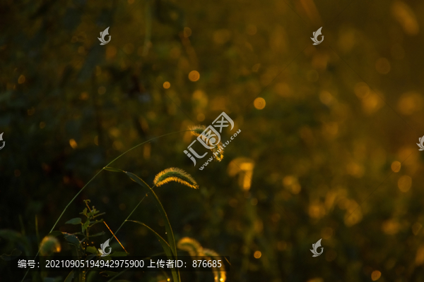 狗尾草
