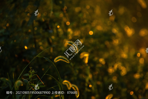 狗尾草